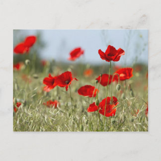 red poppies on the field postcard