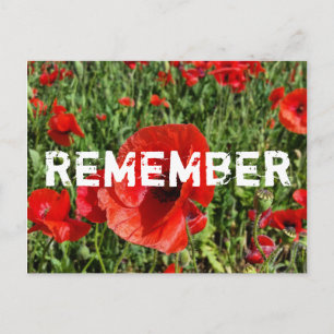 Red Poppies Postcard