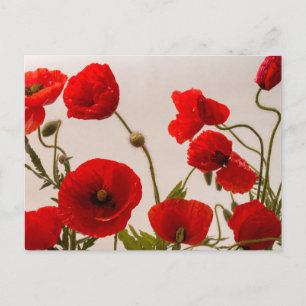 Red poppies  postcard