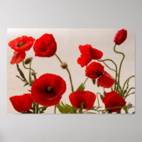 Red poppies