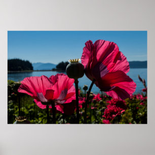 Red Poppies Poster