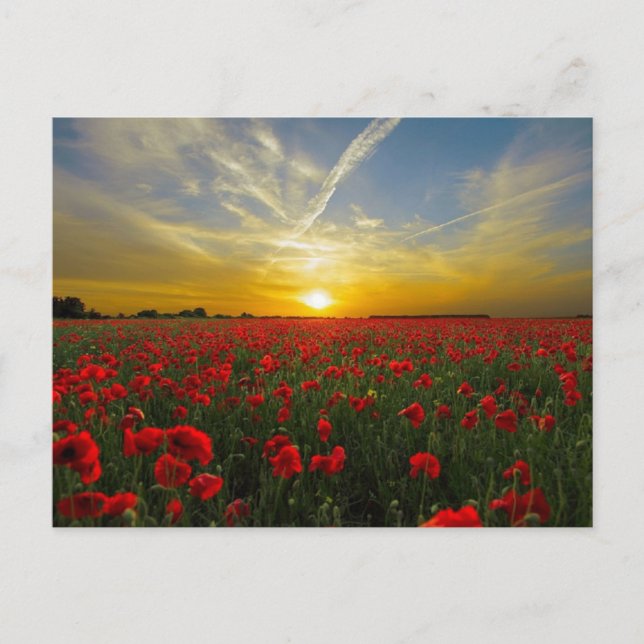 Red poppies sunset postcard (Front)