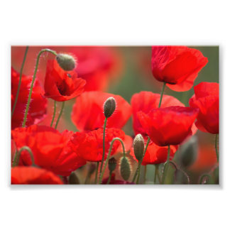 Red Poppies – Vibrant Floral Photography Poster