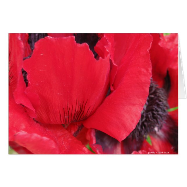 Red Poppy (Front Horizontal)