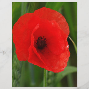 Red poppy