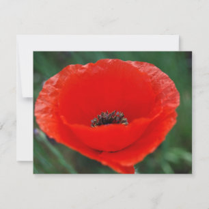 Red poppy and meaning