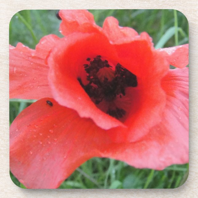 Red Poppy Calyx Coaster (Front)