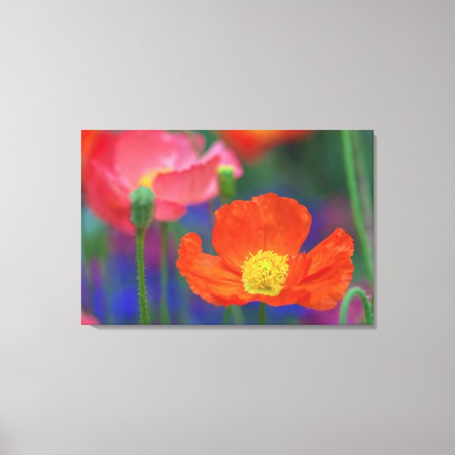 Red Poppy Canvas Print (Front)
