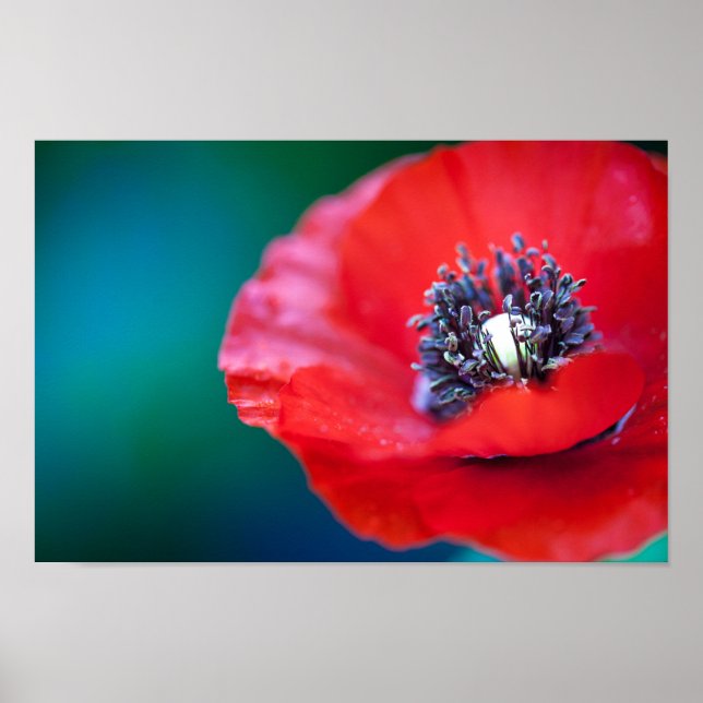RED POPPY CLOSE UP POSTER (Front)