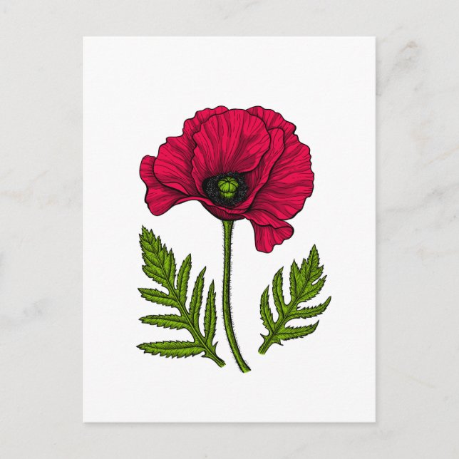 Red poppy drawing 3 postcard (Front)
