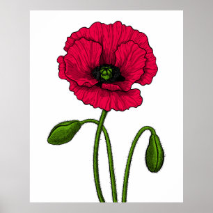 Red poppy drawing poster