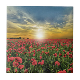 Red Poppy Field At Sunset Tile