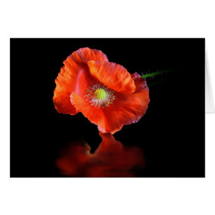 Red Poppy Flower