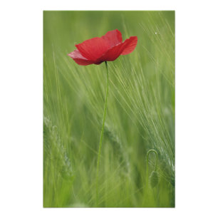 Red poppy flower among wheat crop, Tuscany, Photo Print