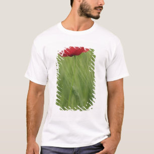 Red poppy flower among wheat crop, Tuscany, T-Shirt
