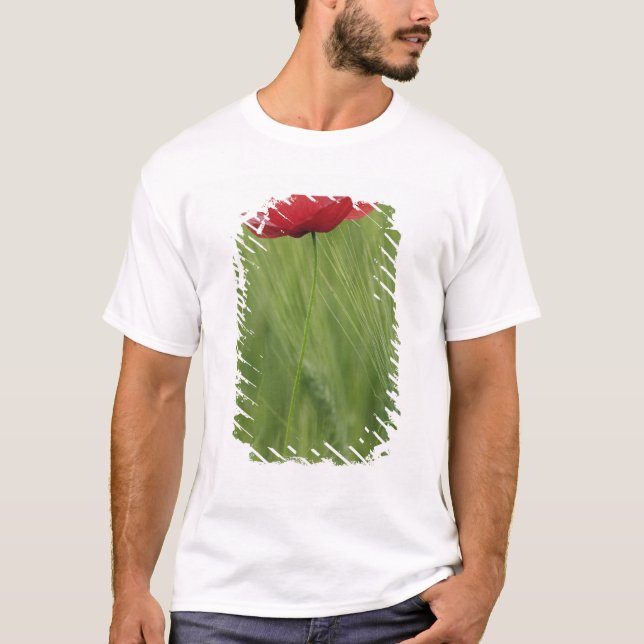 Red poppy flower among wheat crop, Tuscany, T-Shirt (Front)