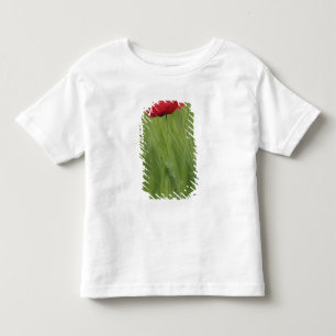 Red poppy flower among wheat crop, Tuscany, Toddler T-Shirt