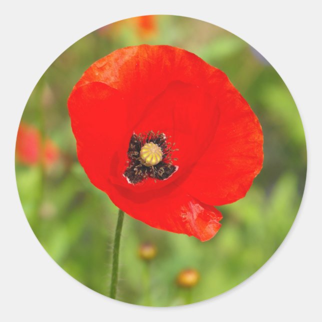 Red Poppy flower Classic Round Sticker (Front)