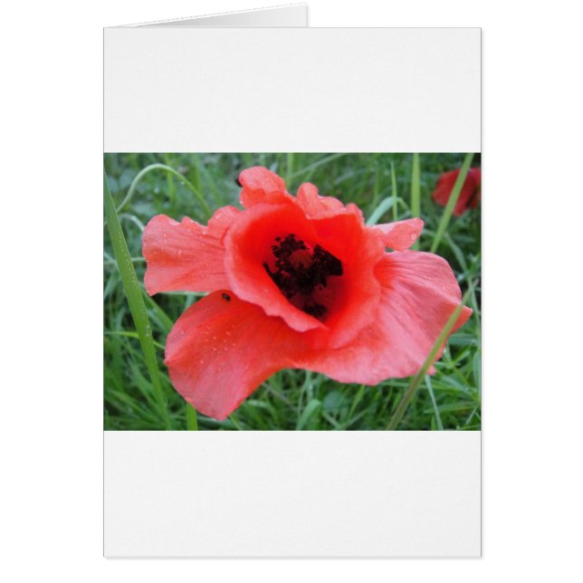 Red poppy flower cup (Front)
