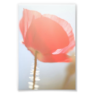Red Poppy Flower in the Mist Photo Print