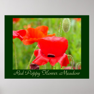 Red Poppy Flower Meadow art prints Poppies