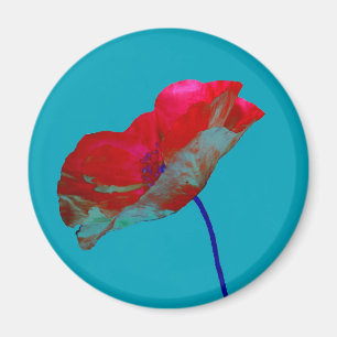 Red poppy flower on sky blue magnet