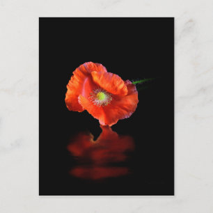 Red Poppy Flower Postcard