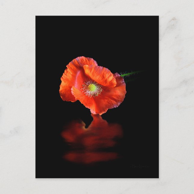 Red Poppy Flower Postcard (Front)