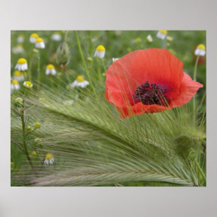 Red poppy flower, Tuscany, Italy Poster
