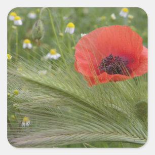Red poppy flower, Tuscany, Italy Square Sticker