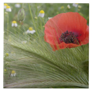 Red poppy flower, Tuscany, Italy Tile