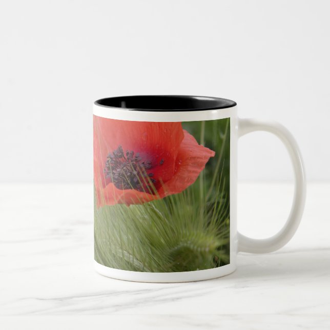 Red poppy flower, Tuscany, Italy Two-Tone Coffee Mug (Right)