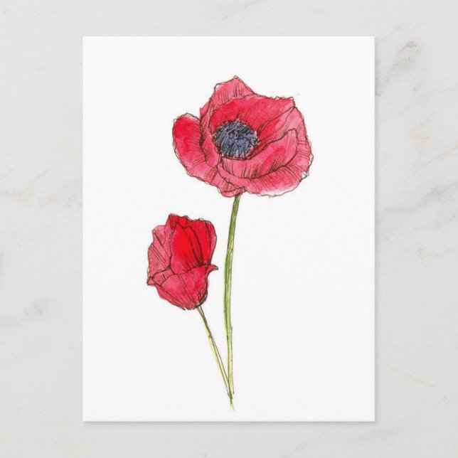 Red Poppy Flower Watercolor Botanical Art Postcard (Front)
