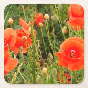 Red Poppy Flowers, Custom  Coasters