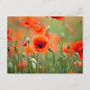 Red Poppy Flowers Postcard