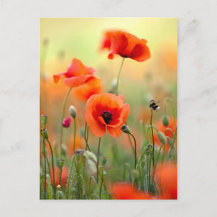 Red Poppy Flowers Postcard