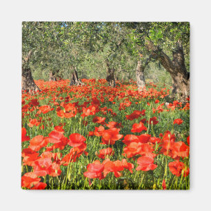 Red poppy flowers under old olive trees magnet