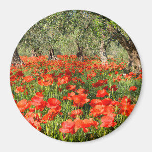 Red poppy flowers under old olive trees magnet