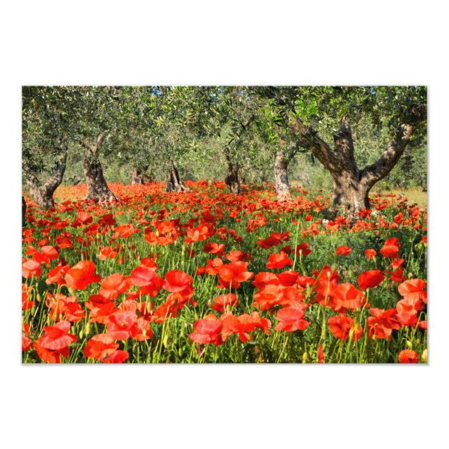 Red poppy flowers under old olive trees photo print (Front)