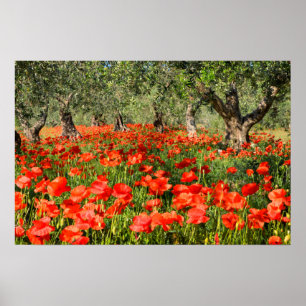 Red poppy flowers under old olive trees poster