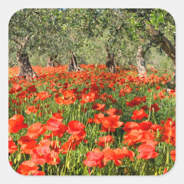 Red poppy flowers under old olive trees square sticker (Front)