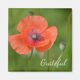 Red Poppy Gratitude Magnet