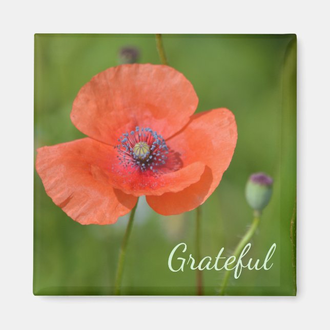 Red Poppy Gratitude Magnet (Front)