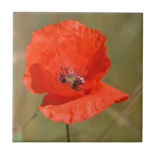 Red Poppy in the Field Tile