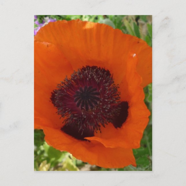 Red Poppy - Klatschmohn Postcard (Front)