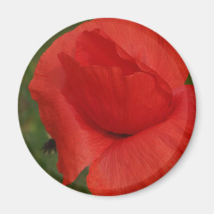 Red poppy magnet