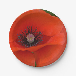 Red Poppy Paper Plate