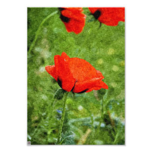 Red Poppy Photo Print