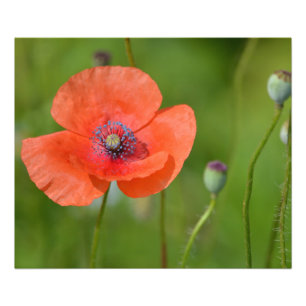 Red Poppy Photo Print