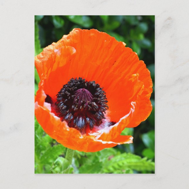 Red Poppy Photograph Postcard (Front)